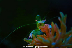 Neon shrimp by Richard (qingran) Meng 
